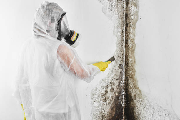 Mold Removal and Inspection in Gulfport, FL
