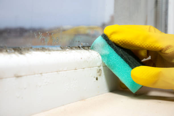 Best Certified Mold Removal  in Gulfport, FL