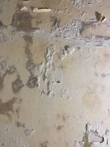 Best Mold Damage Repair  in Gulfport, FL
