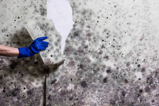 Best Crawl Space Mold Removal  in Gulfport, FL